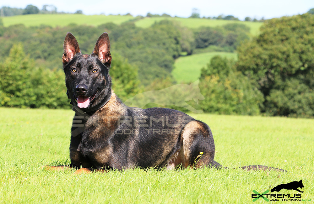 Belgian Malinois and Dutch Shepherd Puppies & Dogs - Extremus Belgian and  Dutch Shepherd Dogs